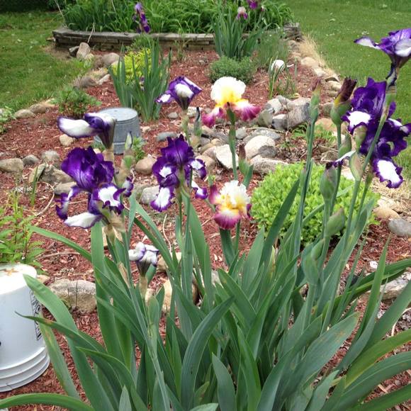 Meet your Posher, Cheryl - Picture 1 of 1